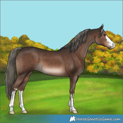 Horse Color:Liver Chestnut Mushroom 