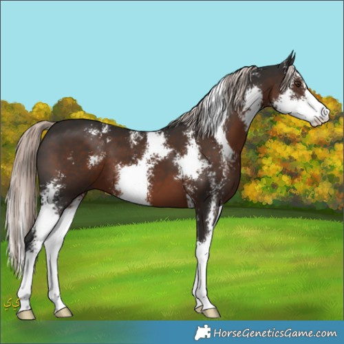 Horse Color:Liver Chestnut Mushroom Sabino 