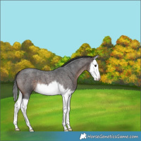 Horse Color:Brown Roan Splash