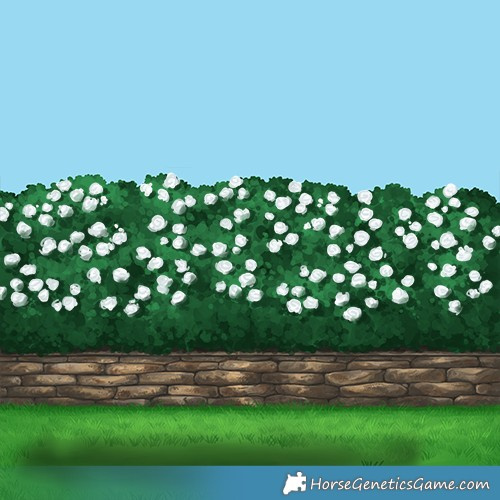 Horse Color:Painted Red Dun