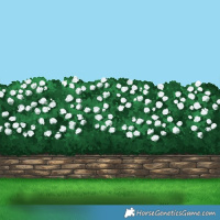 Horse Color:Painted Red Dun 