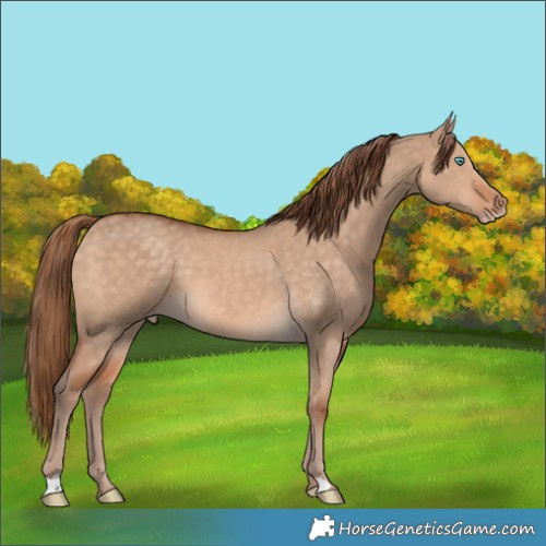 Horse Color:Perlino Dun 