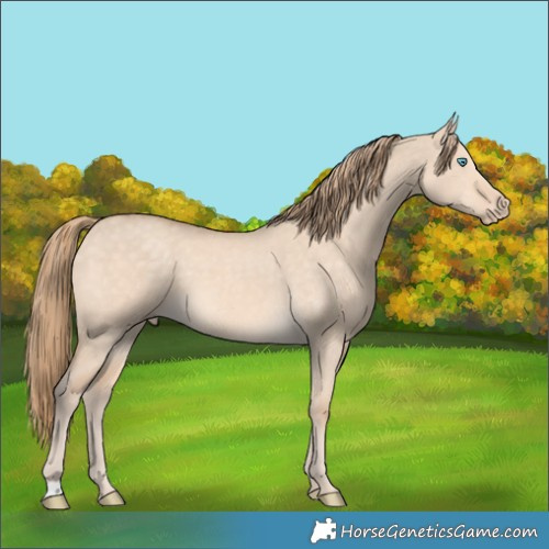 Horse Color:Perlino Dun 