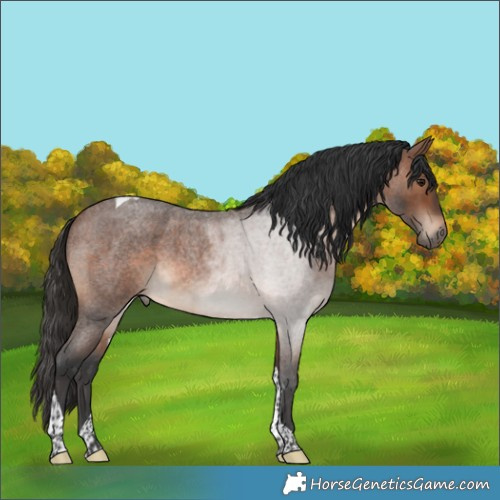 Horse Color:Brown Roan Tobiano Rabicano 