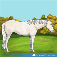 Horse Color:Cremello Roan Splash and Cremello Splash Tobiano