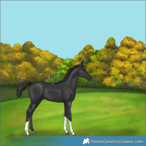 Horse Color:Black Tobiano Rabicano 