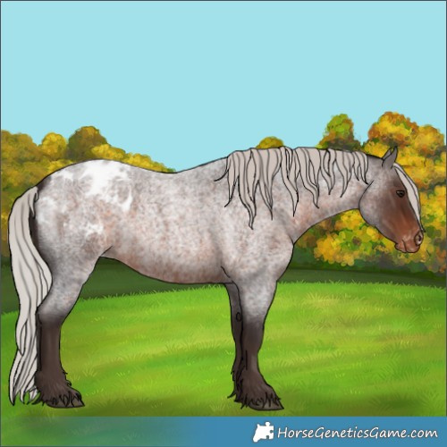 Horse Color:Silver Brown Roan Blanket 