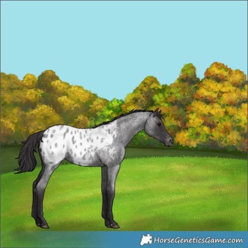 Horse Color:Smoky Blue Roan Appaloosa Rabicano 