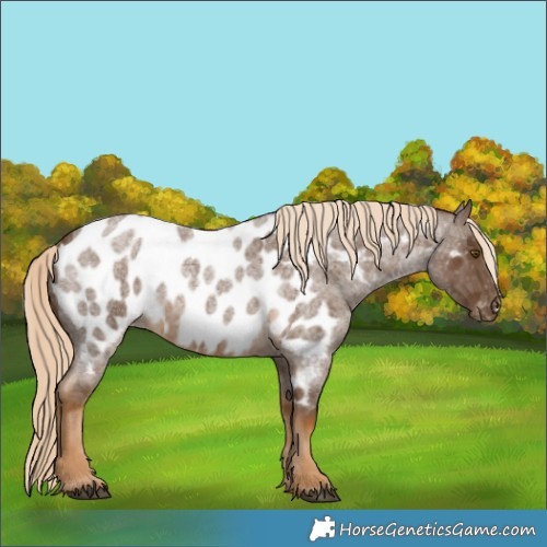 Horse Color:Chocolate Palomino Roan Near Leopard Rabicano 