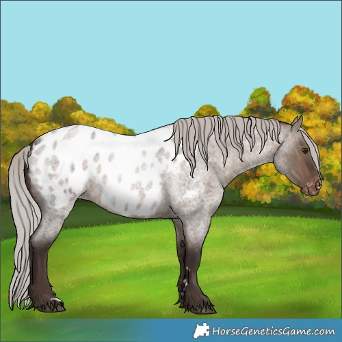 Horse Color:Silver Brown Roan Dun Appaloosa 