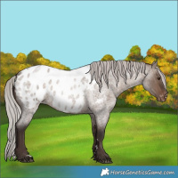 Horse Color:Silver Brown Roan Dun Appaloosa 