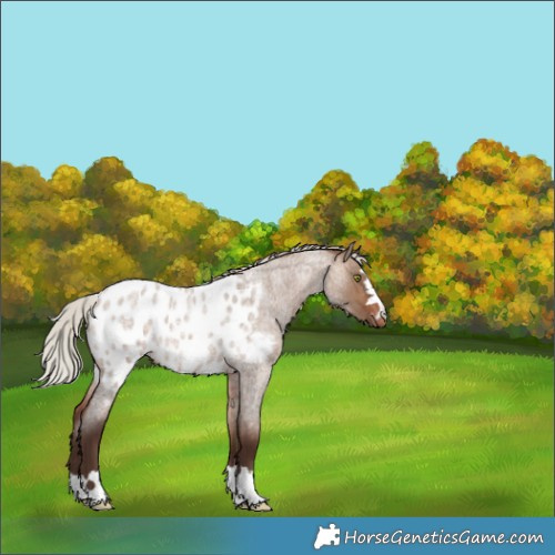 Horse Color:Silver Brown Roan Dun Appaloosa 