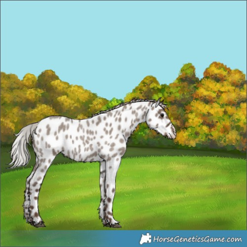 Horse Color:Silver Grullo Roan Appaloosa 