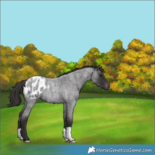 Horse Color:Smoky Blue Roan Blanket 