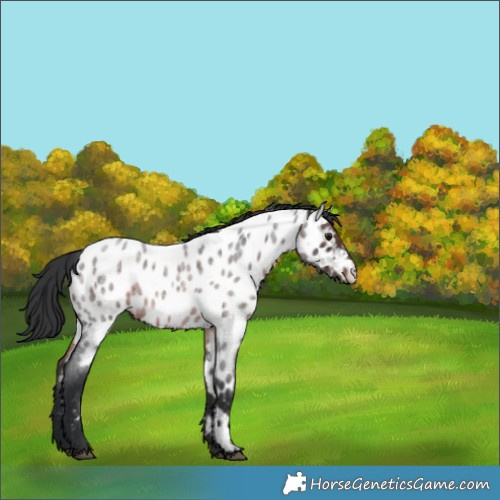 Horse Color:Brown Roan Near Leopard 