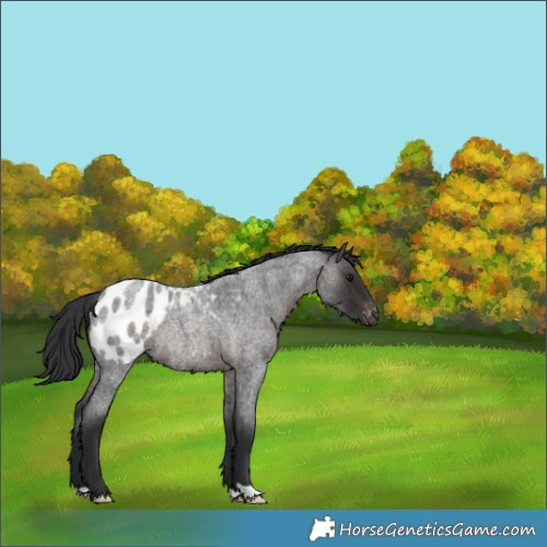 Horse Color:Brown Roan Appaloosa Rabicano 