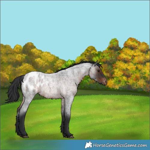 Horse Color:Brown Roan Appaloosa 