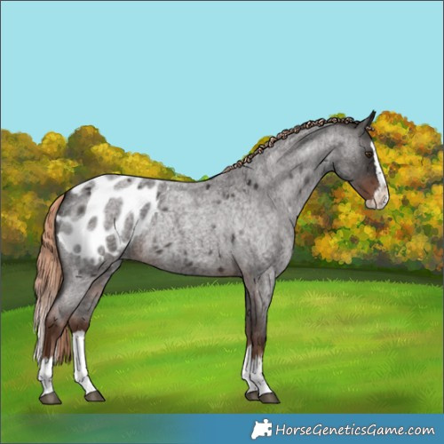 Horse Color:Liver Red Roan Splash Appaloosa Rabicano 