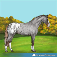 Horse Color:Liver Red Roan Splash Appaloosa Rabicano 
