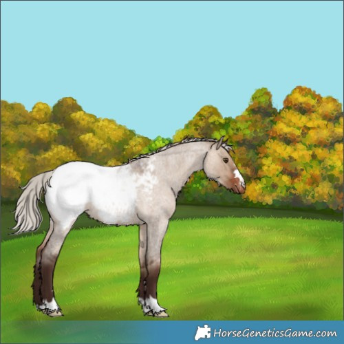 Horse Color:Silver Brown Roan Dun Snowcap 