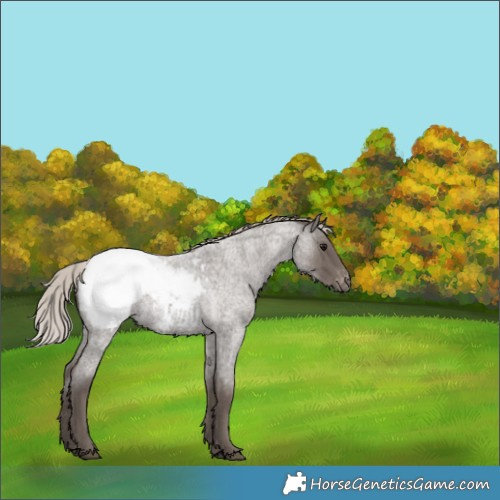 Horse Color:Silver Blue Roan Appaloosa 