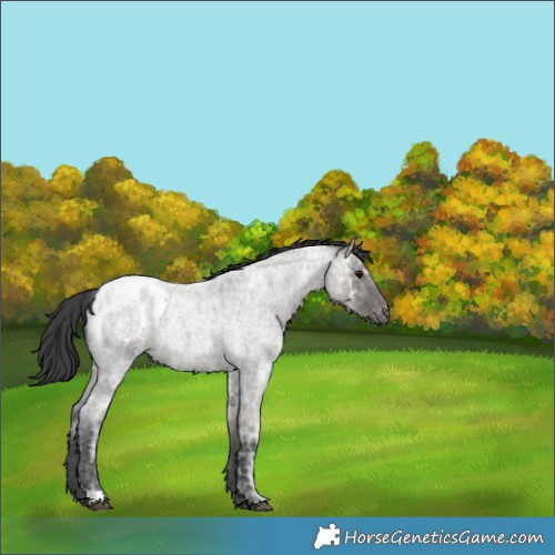 Horse Color:Grullo Ice Roan Blanket Rabicano 