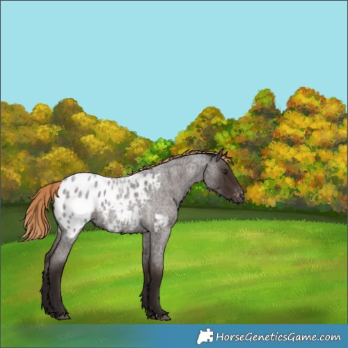 Horse Color:Liver Red Roan Appaloosa 