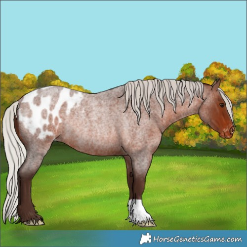Horse Color:Silver Brown Roan Blanket Rabicano 