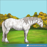 Horse Color:Silver Grullo Roan Sabino Appaloosa Rabicano