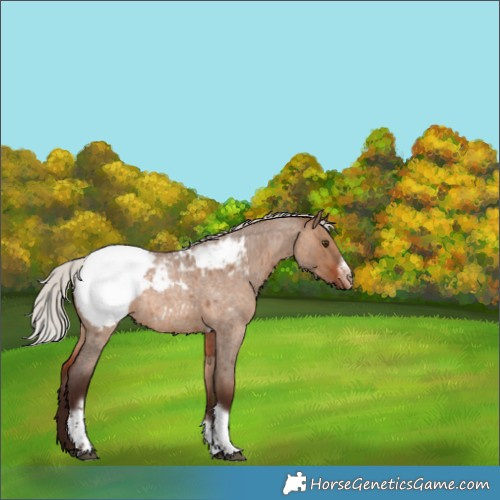 Horse Color:Silver Brown Roan Dun Tobiano Frame Snowcap 