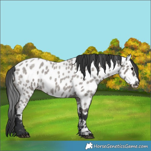 Horse Color:Grullo Roan Near Leopard Rabicano 