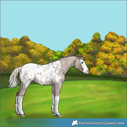 Horse Color:Silver Grullo Roan Splash Appaloosa 