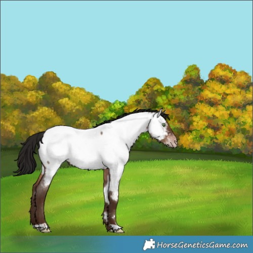 Horse Color:Gray Sable Champagne Roan Appaloosa Rabicano 