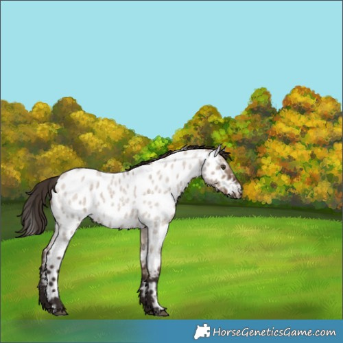 Horse Color:Liver Red Dun Roan Appaloosa Rabicano 