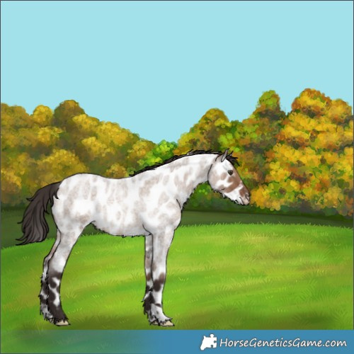 Horse Color:Liver Red Dun Roan Near Leopard  and Liver Red Dun Roan Near Leopard Rabicano 