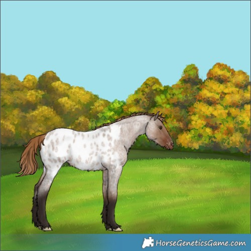 Horse Color:Liver Red Dun Roan Appaloosa 