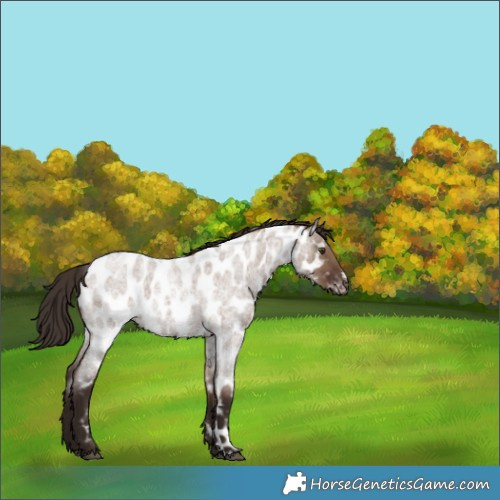 Horse Color:Liver Red Dun Roan Appaloosa 