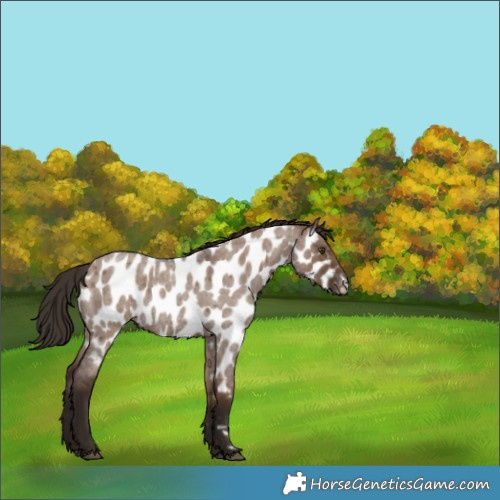 Horse Color:Liver Red Dun Roan Appaloosa 