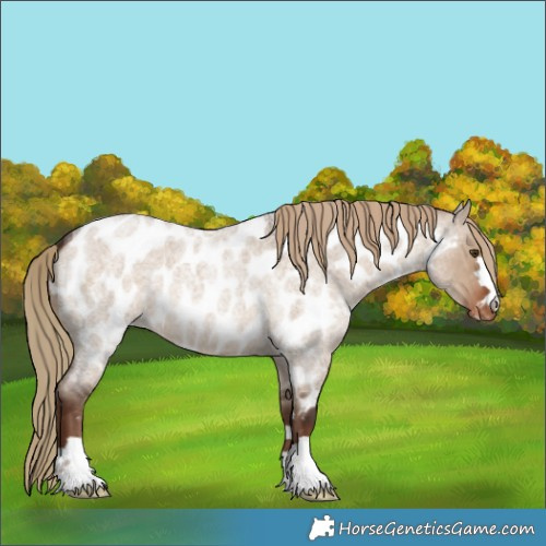 Horse Color:Liver Red Dun Roan Near Leopard 