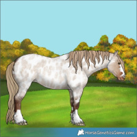 Horse Color:Liver Red Dun Roan Near Leopard 