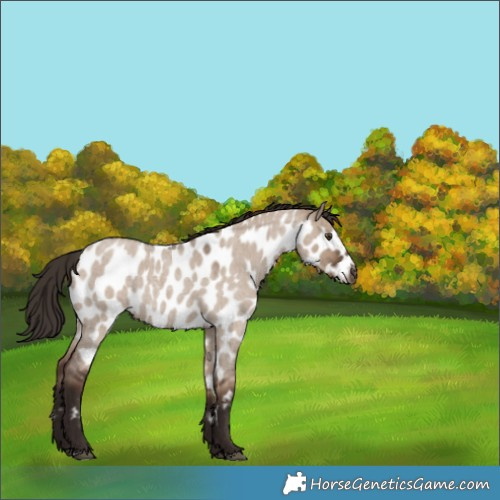 Horse Color:Liver Red Dun Roan Appaloosa Rabicano 