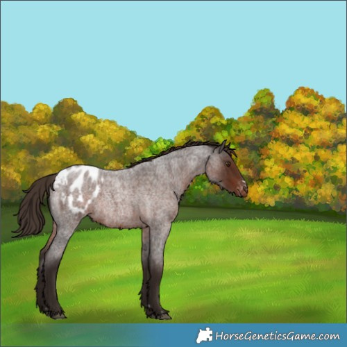 Horse Color:Liver Red Roan Appaloosa Rabicano 