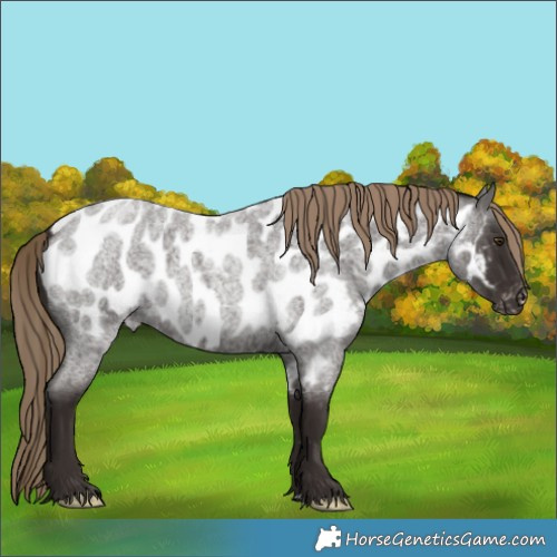 Horse Color:Liver Red Roan Appaloosa 