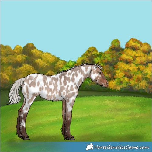 Horse Color:Silver Brown Roan Dun Appaloosa Rabicano 