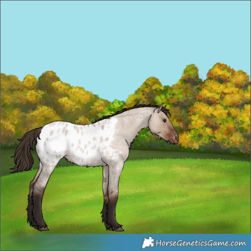Horse Color:Liver Red Dun Roan Blanket Rabicano 