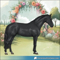Horse Color:Black Rabicano 