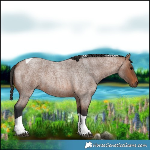 Horse Color:Bay Roan Tobiano Rabicano 