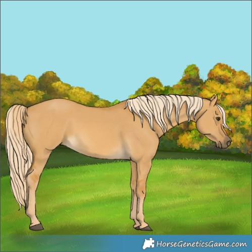 Horse Color:Palomino Dun