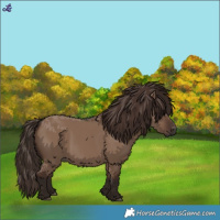 Horse Color:White Spotted Liver Red Dun