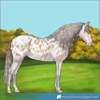Horse Color:Amber Champagne Near Leopard  and Amber Champagne Blanket 